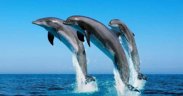 dolphin-trip-tours-in-goa
